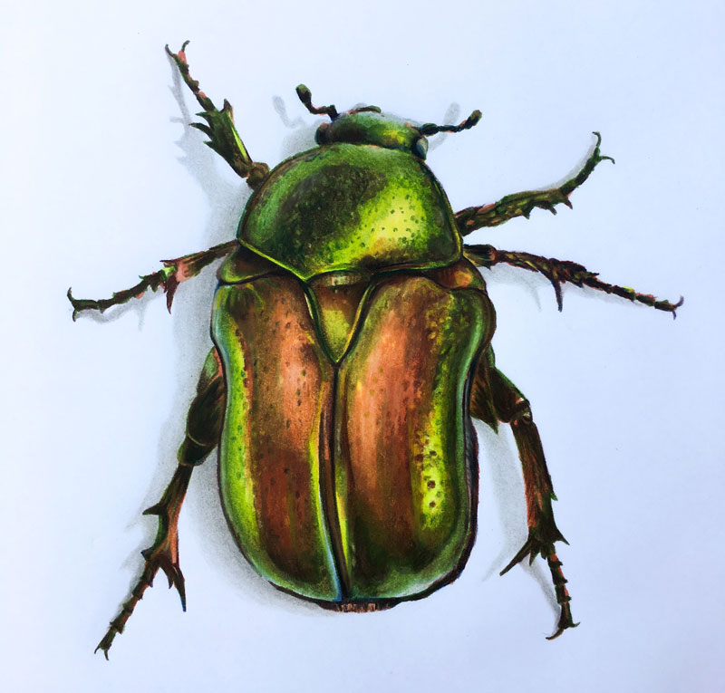Beetle drawing with colored pencils and markers