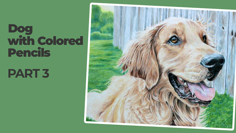 How to draw a realistic dog with colored pencils