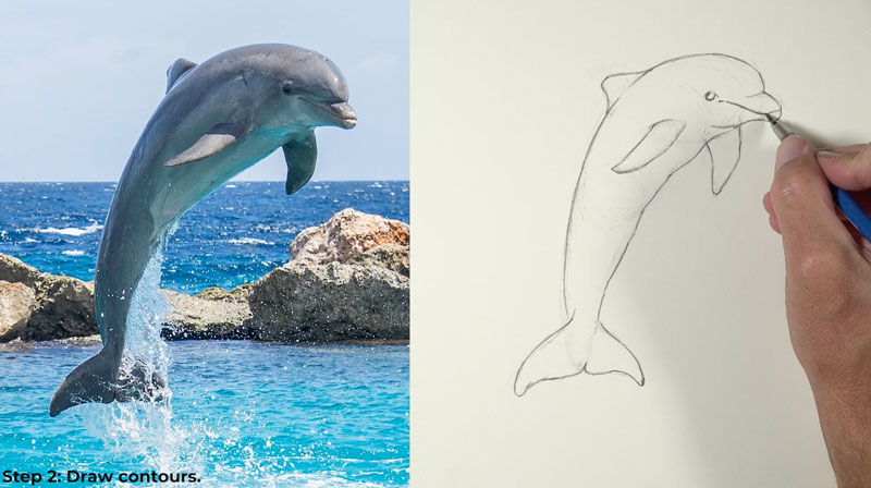 Draw the contours of the Dolphin