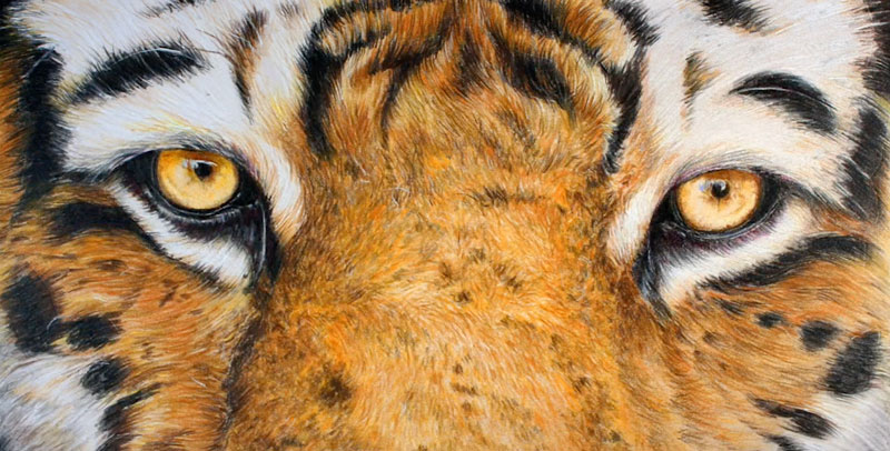 Drawing with Polychromos Pencils