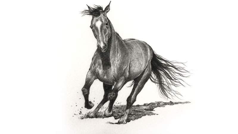 Pencil drawing of a horse