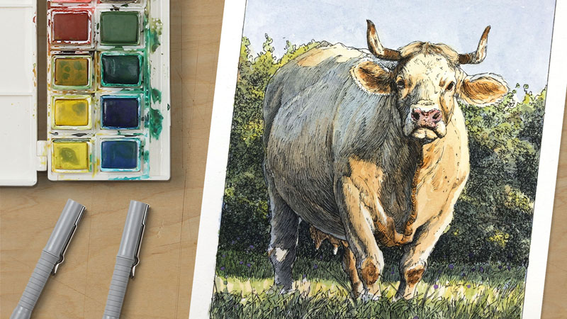 Cow with Pen and Ink and Watercolor