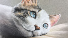 Pastel Lesson- Cat